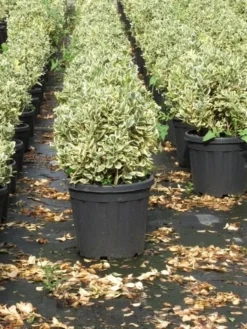 Kardinaalshoed Als Bol (Euonymus Japonicus 'Bravo') -Goedkope DirectPlant winkel euonymus japonicus bravo 1