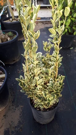 Kardinaalshoed (Euonymus Japonicus 'Bravo') -Goedkope DirectPlant winkel euonymus wit