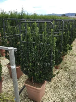 Kardinaalsmuts Als Leivorm (Euonymus Japonicus 'Benkomasaki')