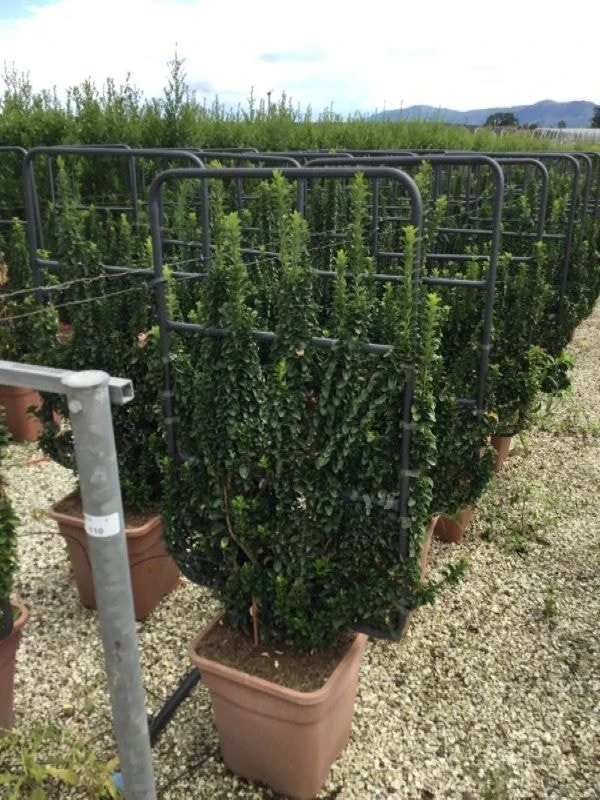 Kardinaalsmuts Als Leivorm (Euonymus Japonicus 'Benkomasaki') 1 Kardinaalsmuts Als Leivorm (Euonymus Japonicus 'Benkomasaki')