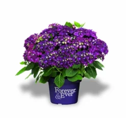 Hortensia Paars (Hydrangea 'Forever&Ever') -Goedkope DirectPlant winkel f e packshot purple rgb