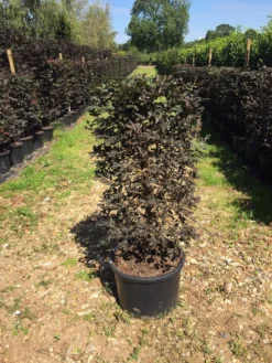 Rode Beukenhaag Als Haagelement (Fagus Sylvatica 'Atropunicea') -Goedkope DirectPlant winkel fagus syl. atropunicea 100x45x45cm pot