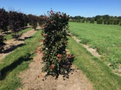 Rode Beukenhaag Als Haagelement (Fagus Sylvatica 'Atropunicea') -Goedkope DirectPlant winkel fagus syl. atropunicea 125 x 50 x 50 cm drkl haagelement 1
