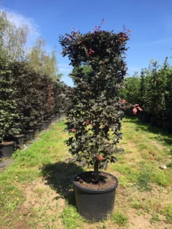 Rode Beukenhaag Als Haagelement (Fagus Sylvatica 'Atropunicea') -Goedkope DirectPlant winkel fagus syl. atropunicea 125x45x45 pot