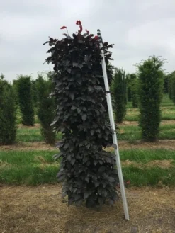 Rode Beukenhaag Als Haagelement (Fagus Sylvatica 'Atropunicea') -Goedkope DirectPlant winkel fagus sylv. atrop. 150x50x50