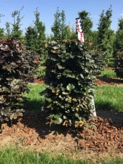 Bestsellers -Goedkope DirectPlant winkel fagus sylv. atropunicea h100x50x50 cm 2