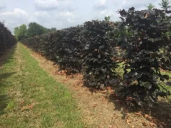 Rode Beukenhaag Als Haagelement (Fagus Sylvatica 'Atropunicea') -Goedkope DirectPlant winkel fagus sylv. atropunicea h125x50x50cm