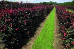 Rode Beukenhaag Als Haagelement (Fagus Sylvatica 'Atropunicea') -Goedkope DirectPlant winkel fagus sylv.atropunicea
