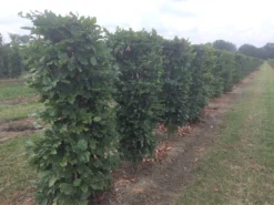 Beukenhaag Als Haagelement (Fagus Sylvatica) -Goedkope DirectPlant winkel fagus sylvatica 120 x 50 x 50 cm drkl haagelement 1