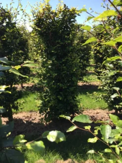 Beukenhaag Als Haagelement (Fagus Sylvatica) -Goedkope DirectPlant winkel fagus sylvatica 200 x 50 x 50 cm drkl haagelement