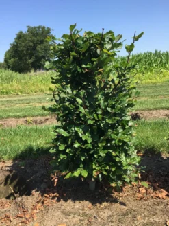 Beukenhaag Als Haagelement (Fagus Sylvatica) -Goedkope DirectPlant winkel fagus sylvatica 80 x 50 x 50 cm drkl haagelement