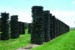 Rode Beukenhaag Als Haagelement (Fagus Sylvatica 'Atropunicea') -Goedkope DirectPlant winkel fagus sylvatica atropunicea