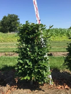 Beukenhaag Als Haagelement (Fagus Sylvatica) -Goedkope DirectPlant winkel fagus sylvatica h100x50x50 cm 2 1