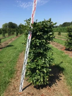 Beukenhaag Als Haagelement (Fagus Sylvatica) -Goedkope DirectPlant winkel fagus sylvatica h125x50x50 cm 2