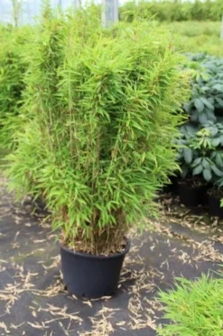 Niet Woekerende Bamboe (Fargesia Robusta) -Goedkope DirectPlant winkel fargesia 1