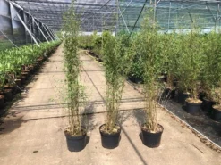 Niet Woekerende Bamboe (Fargesia 'Jiuzhaigou') -Goedkope DirectPlant winkel fargesia 2