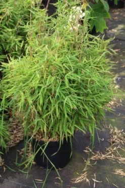 Niet Woekerende Bamboe (Fargesia Robusta) -Goedkope DirectPlant winkel fargesia 2