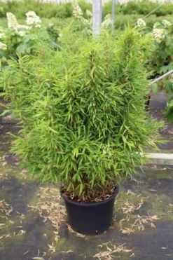 Niet Woekerende Bamboe (Fargesia Robusta) -Goedkope DirectPlant winkel fargesia 3