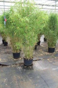 Niet Woekerende Bamboe (Fargesia Robusta) -Goedkope DirectPlant winkel fargesia 4