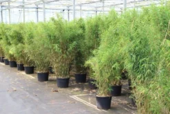Niet Woekerende Bamboe (Fargesia Robusta) -Goedkope DirectPlant winkel fargesia 5