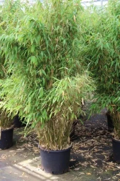 Niet Woekerende Bamboe (Fargesia Robusta) -Goedkope DirectPlant winkel fargesia 6