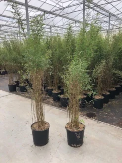 Niet Woekerende Bamboe (Fargesia 'Jiuzhaigou') -Goedkope DirectPlant winkel fargesia jiu