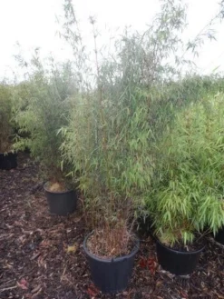 Niet Woekerende Bamboe (Fargesia 'Jiuzhaigou') -Goedkope DirectPlant winkel fargesia jiu 125 150 175 c30