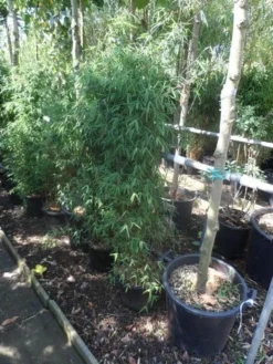 Niet Woekerende Bamboe (Fargesia 'Jiuzhaigou') -Goedkope DirectPlant winkel fargesia jiu 125 150 c12