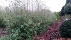 Niet Woekerende Bamboe (Fargesia 'Jiuzhaigou') -Goedkope DirectPlant winkel fargesia jiuzaghou 4 1