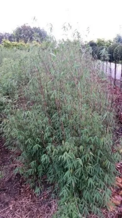 Niet Woekerende Bamboe (Fargesia 'Jiuzhaigou') -Goedkope DirectPlant winkel fargesia jiuzaghou 4 2