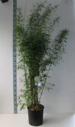 Niet Woekerende Bamboe (Fargesia 'Jiuzhaigou') -Goedkope DirectPlant winkel fargesia juizhaigo 125 150 co. 18l kopie kopie