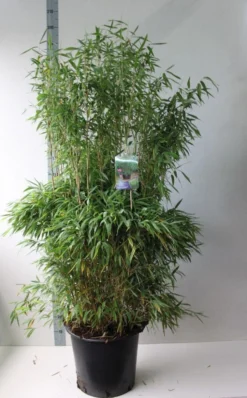 Niet Woekerende Bamboe (Fargesia Murieliae 'Jumbo') -Goedkope DirectPlant winkel fargesia m super jumbo 125 150 co. 30l kopie