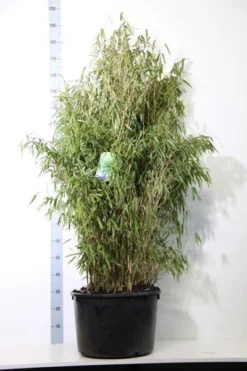 Niet Woekerende Bamboe (Fargesia Murieliae 'Simba') -Goedkope DirectPlant winkel fargesia mur. simba 125 150 cm co. 40l