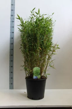 Niet Woekerende Bamboe (Fargesia Murieliae 'Simba') -Goedkope DirectPlant winkel fargesia mur. simba 80 100 cm co. 15l kopie kopie