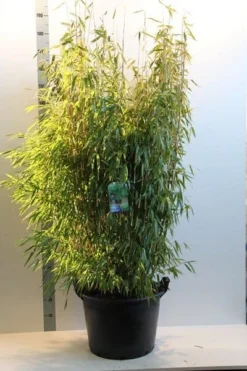 Niet Woekerende Bamboe (Fargesia Murieliae 'Jumbo') -Goedkope DirectPlant winkel fargesia mur. super jumbo 150 175 cm co. 35l
