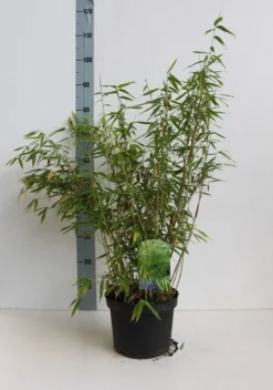 Niet Woekerende Bamboe (Fargesia Murieliae 'Simba') -Goedkope DirectPlant winkel fargesia mur simba 50 60 cm co.5l kopie