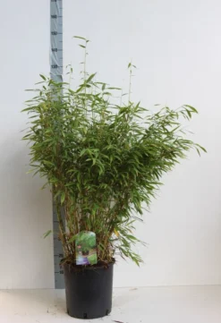 Niet Woekerende Bamboe (Fargesia Murieliae 'Jumbo') -Goedkope DirectPlant winkel fargesia mur super jumbo 80 100 cm co. 12l. kopie
