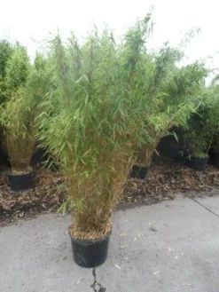 Niet Woekerende Bamboe (Fargesia Murieliae 'Jumbo') -Goedkope DirectPlant winkel fargesia murieliae jumbo 150 175 c25