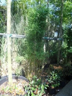 Niet Woekerende Bamboe (Fargesia Murieliae 'Jumbo') -Goedkope DirectPlant winkel fargesia murieliae jumbo 175 200 c35