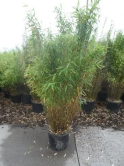 Niet Woekerende Bamboe (Fargesia Murieliae 'Simba') -Goedkope DirectPlant winkel fargesia murieliae simba 125 150 c20