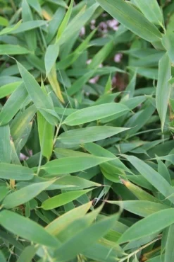 Niet Woekerende Bamboe (Fargesia Murieliae 'Simba') -Goedkope DirectPlant winkel fargesia murieliae simba 1