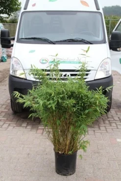 Niet Woekerende Bamboe (Fargesia Murieliae 'Simba') -Goedkope DirectPlant winkel fargesia murieliae simba 2
