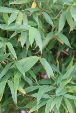 Niet Woekerende Bamboe (Fargesia Murieliae 'Simba') -Goedkope DirectPlant winkel fargesia murieliae simba 3