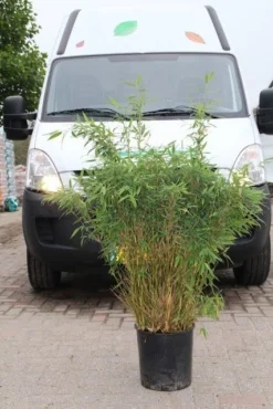 Niet Woekerende Bamboe (Fargesia Murieliae 'Simba') -Goedkope DirectPlant winkel fargesia murieliae simba 4