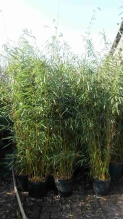 Niet Woekerende Bamboe (Fargesia Robusta) -Goedkope DirectPlant winkel fargesia robusta 1