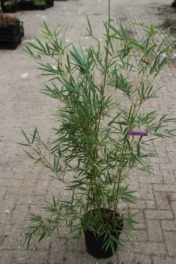 Niet Woekerende Bamboe (Fargesia Robusta) -Goedkope DirectPlant winkel fargesia robusta 1