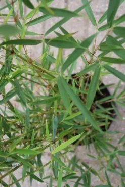 Niet Woekerende Bamboe (Fargesia Robusta) -Goedkope DirectPlant winkel fargesia robusta 2