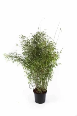 Niet Woekerende Bamboe (Fargesia 'Jiuzhaigou') -Goedkope DirectPlant winkel fargesiajiuzhaigou01