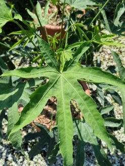 Vingerplant (Fatsia Polycarpa 'Green Fingers') 5 Vingerplant (Fatsia Polycarpa 'Green Fingers') -Goedkope DirectPlant winkel fatisa polycarpa green fingers 2 1