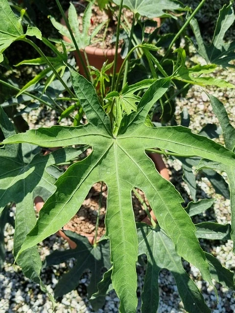 Vingerplant (Fatsia Polycarpa 'Green Fingers') 3 Vingerplant (Fatsia Polycarpa 'Green Fingers') - Afbeelding 3